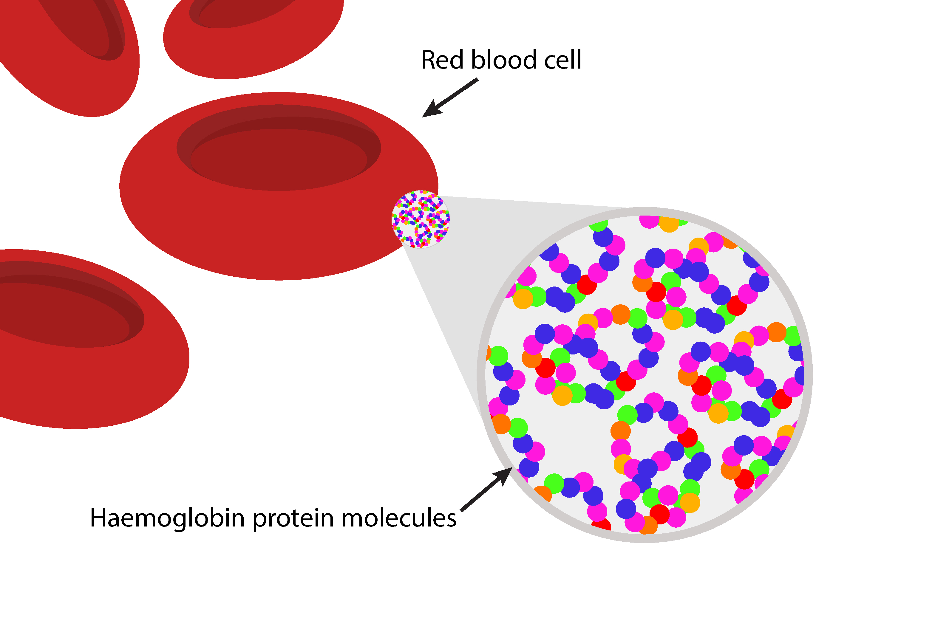 The newly formed haemoglobin protein carries oxygen in red blood cells